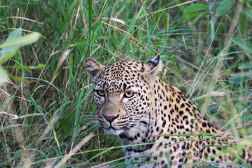 leopard in the grass