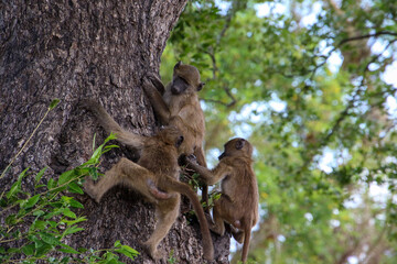 three young baboons playing on a tree stump
