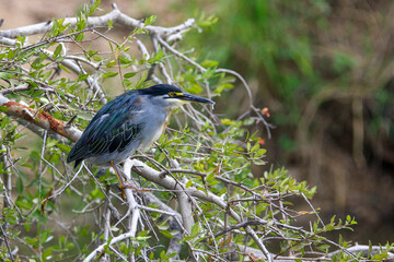 green backed heron sitting on a branch