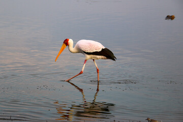 yellow billed stork wading through the water