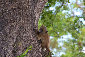 young baboon on a tree trunk