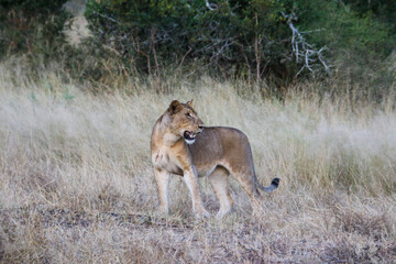 lioness in the evening light in front of long grass