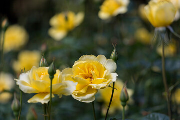初夏の公園の満開のバラの花の風景