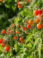 Close up of cherry tomatoes growing in a vegetable garden