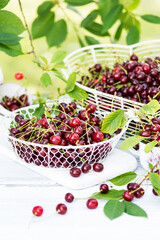 Freshly gathered juicy red cherries  in white metal containers closeup , red cherries in garden on white wooden table in cherry tree leaves background
