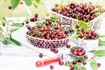 Freshly gathered juicy red cherries  in white metal containers closeup , red cherries in garden on white wooden table in cherry tree leaves background