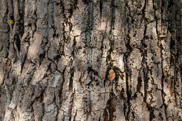 the bark of an old tree with a close-up structure and relief