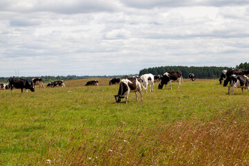 Naklejka na ściany i meble grazing a herd of cows in a field with green grass in summer