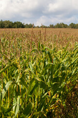 agriculture the field where corn is grown to produce corn grains