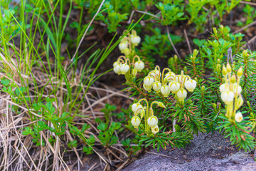アオツノガザクラ