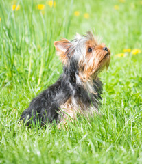 Yorkshire terrier puppy on a green lawn