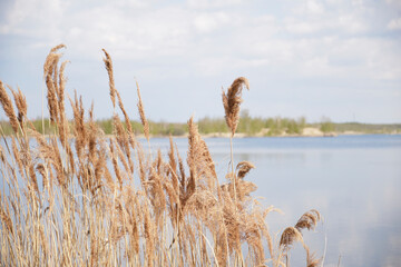 Gr&auml;ser am Zwenkauer See bei Leipzig