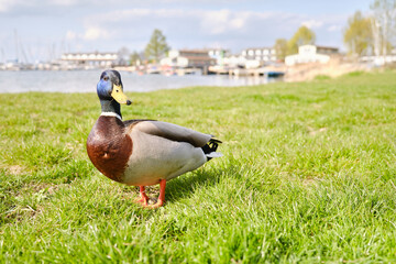 Stolze männliche Ente am Cospudener See bei Leipzig