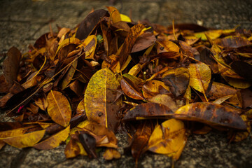 autumn leaves