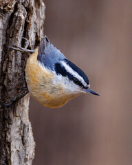 Fototapeta premium Close up of an adult male Red-breasted nuthatch (Sitta canadensis) walking vertically on a tree trunk during early spring. Selective focus, background blur and foreground blur. 