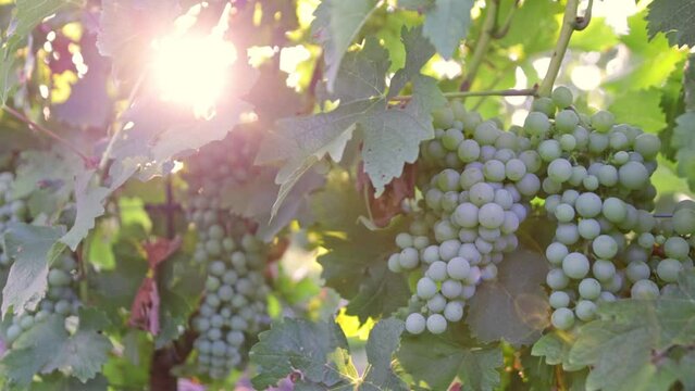 Slow Motion Shot of Ripe White Grapes in Sunny Vineyard.
