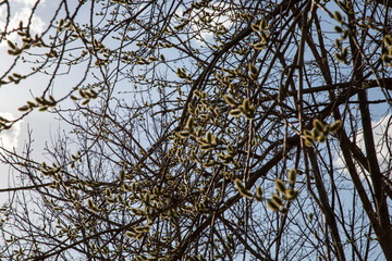 willow during blooming in the spring of the year