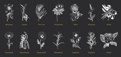 Officinalis plants sketches in vector, drawn set. - obrazy, fototapety, plakaty