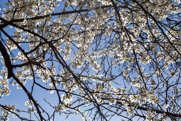 blooming fruit trees in the spring season