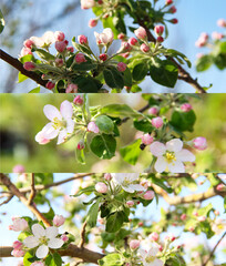 Texture Background. SPRING, FLOWERS.Spring flowering of fruit trees. Bright sunny day, blue sky and spring greenery. Use as a template