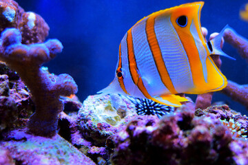 Fototapeta na wymiar Copperband butterfly fish - Chelmon Rostratus