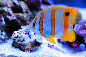 Naklejka na ściany i meble Copperband butterfly fish - Chelmon Rostratus