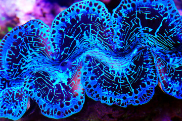 Blue specie of Tridacna Maxima clam 