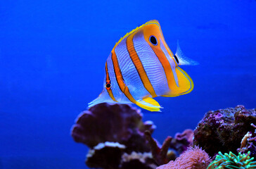 Copperband butterfly fish - Chelmon Rostratus © Kolevski.V