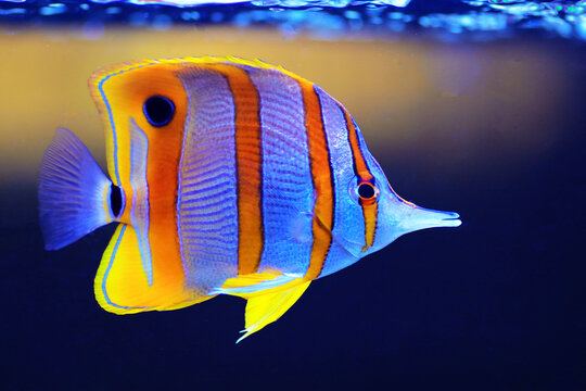 Copperband butterfly fish - Chelmon Rostratus