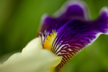 Macro iris purple flower. Floral background