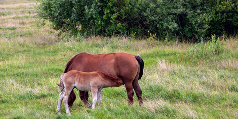 Naklejka na ściany i meble a domestic horse while grazing in a field with green grass