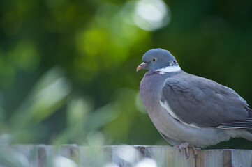pigeon on fence 