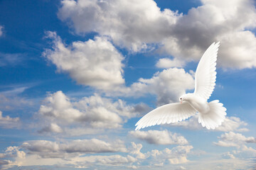 White dove flying in the sky. 3D rendering image.