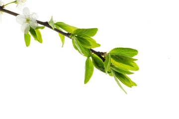 white plum flowers on a white isolated background