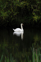Mute Swan on river 