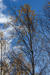 birch trees with orange foliage in the autumn season