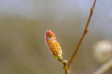 buds of a willow