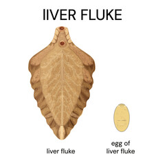 Liver fluke illustration or Fasciola hepatica, parasitic trematode.Type of parasitic worm. Liver fluke egg. Vector.