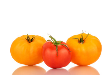 Three organic tomatoes, two red and yellow, close-up, isolated on a white background.