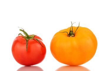 Two organic tomatoes, red and yellow, close-up, isolated on a white background.