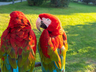 Two beautiful bright macaw parrots, parrots on the street with bright red feathers © Ulia Koltyrina