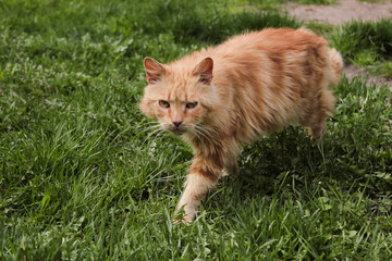 Naklejka na ściany i meble Red cat walking in the green grass.
