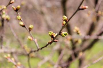 Branch of a cherry tree with small buds.A young branch of a sweet cherry with swollen buds and blossoming leaves against. Gardening in the spring.