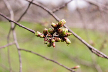 Branch of a cherry tree with small buds.A young branch of a sweet cherry with swollen buds and blossoming leaves against. Gardening in the spring.