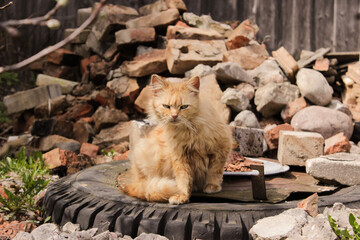 gray cat sits on the window frame and looks into the camera with a disgruntled look
