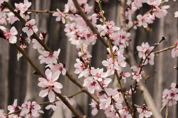 Close up of pink Spring blossom flowers on peach tree in springtime against a blue sky. Sized to fit popular social media and web banner.