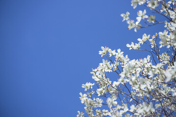ハナミズキと青空