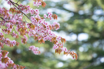 桜