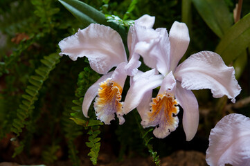 Cattleya mossiae coerulea is a genus in the orchid family Orchidaceae