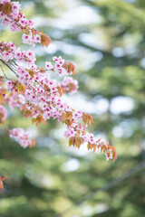 桜